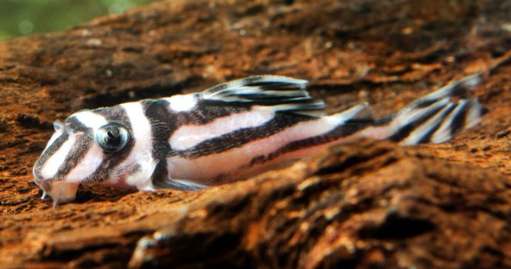 Zbrojnik zebra - ryba akwariowa