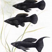 Molinezja Ostrousta - ryba akwariowa - samiec, samica
