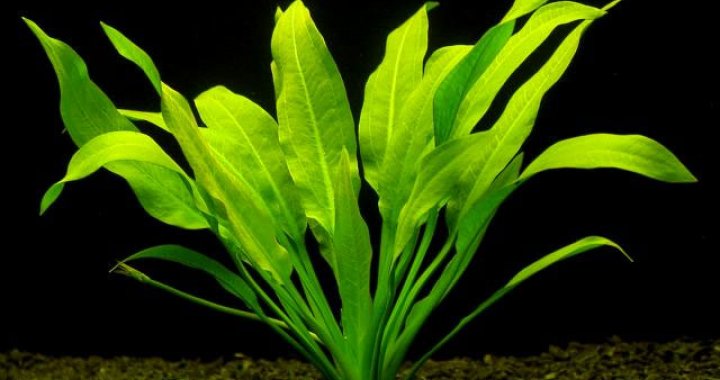 Żabienica amazońska - roślina akwariowa - Amazonka  - Echinodorus amazonicus
