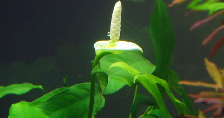 Anubias bateri var.nana - roślina akwariowa