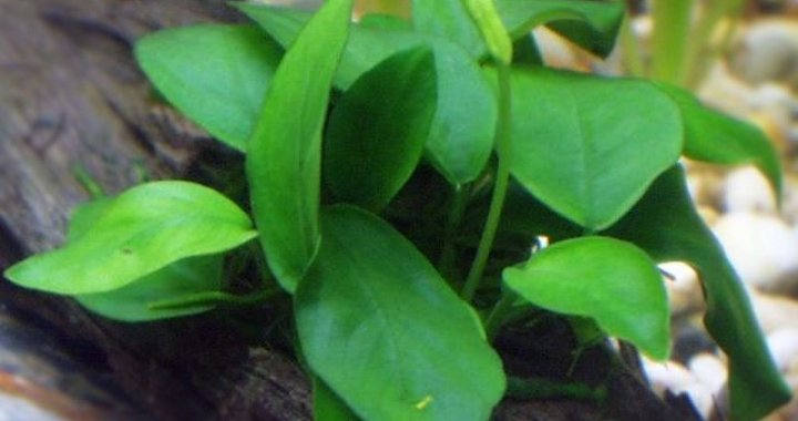 Anubias nana - roślina akwariowa, bateri