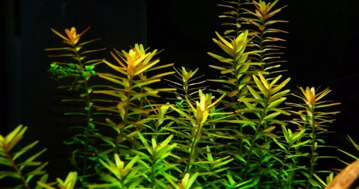 Rotala rotundifolia sp. Green