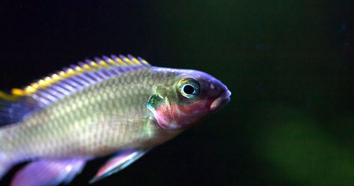 Barwniak Szmaragdowy - Pelvicachromis taeniatus