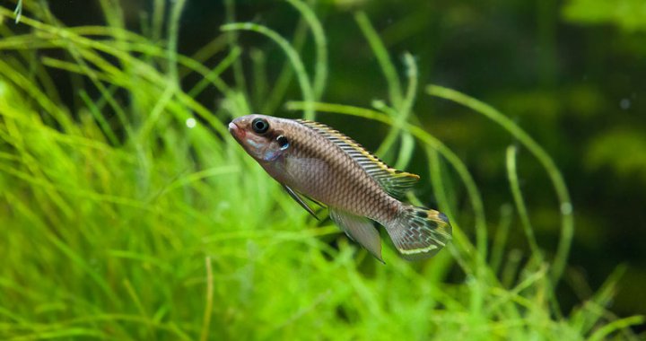 Barwniak Szmaragdowy - Pelvicachromis taeniatus