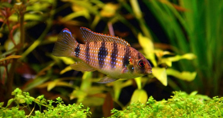 Butterfly Cichlid