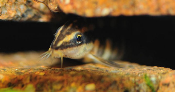 Bocja Karłowata, Bocje Karłowate - ryby akwariowe