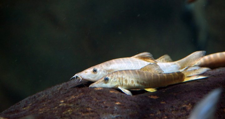 Syncrossus helodes
