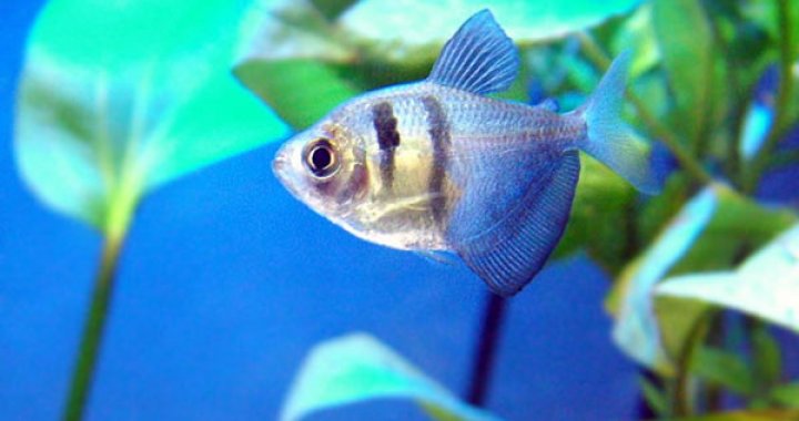 Żałobniczka - Czarna Tetra - ryba akwariowa