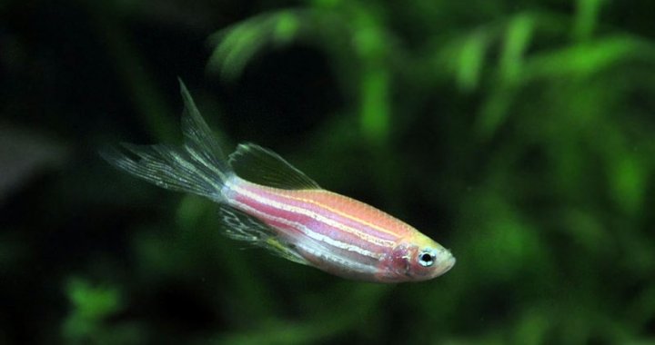 Danio czerwony - ryba akwariowa