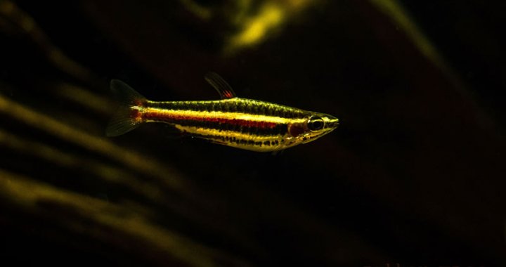 Drobnoustek obrzeżony - Dwarf Pencilfish