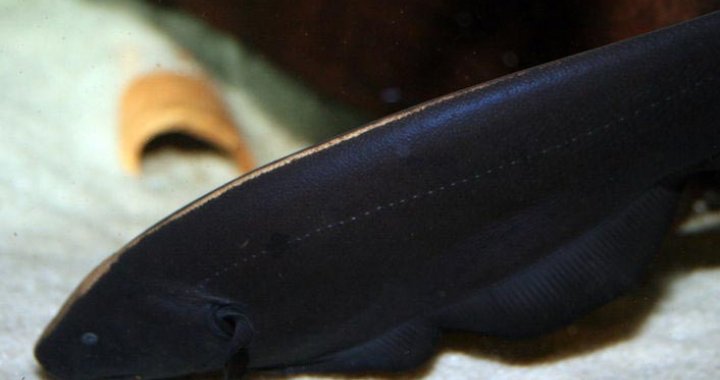 Duch Amazoński - ryba akwariowa - Duch Brazylijski