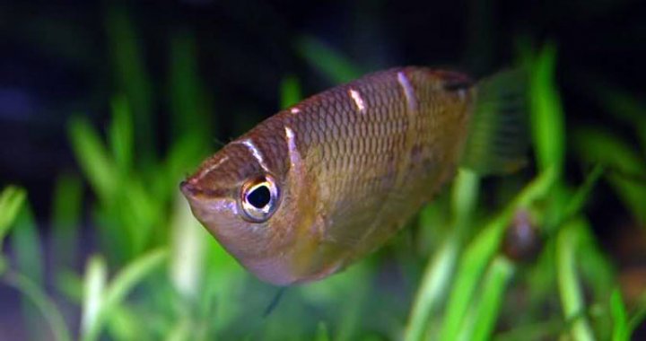 Gurami Czekoladowe - Gurami - ryby akwariowe