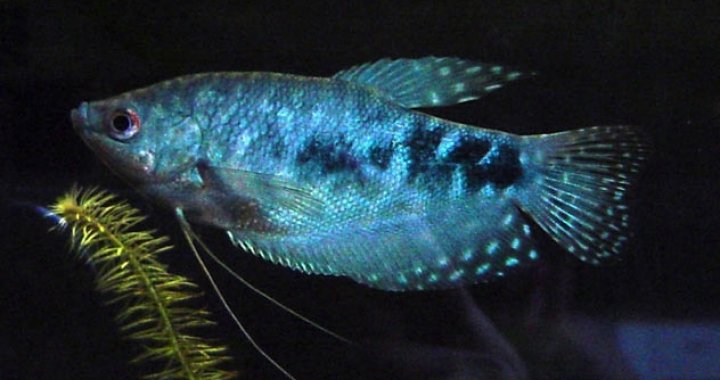Gurami dwuplamisty niebieski - ryba akwariowa