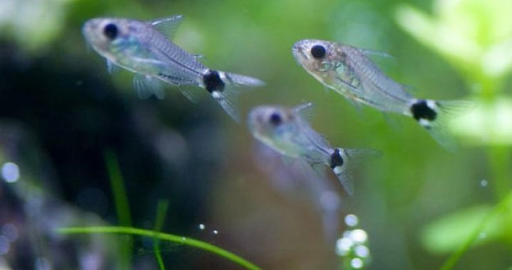 Kiryski karłowate - sierpoplame - ryby akwariowe