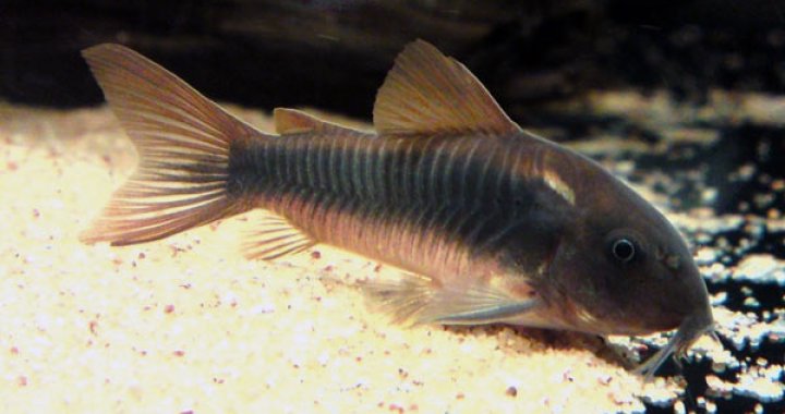 Kirysek Spiżowy - ryba akwariowa