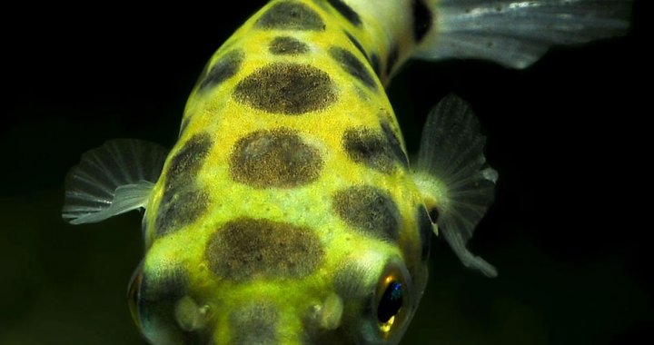Green spotted puffer