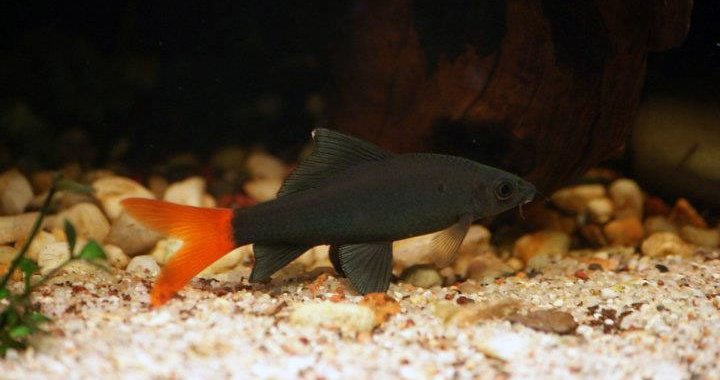 Labeo ryba akwariowa, czarna