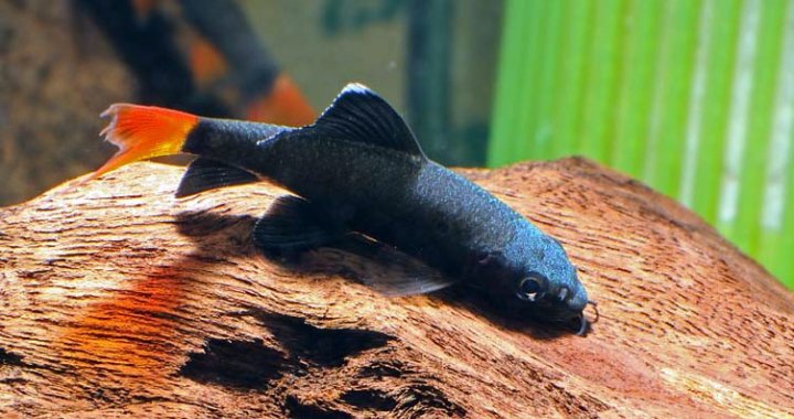 Labeo ryba akwariowa, czarna