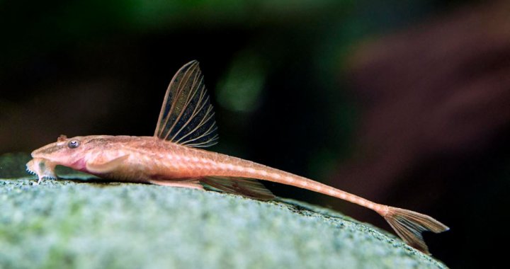 Rineloricaria sp. - Red Lizard Catfish, L010a