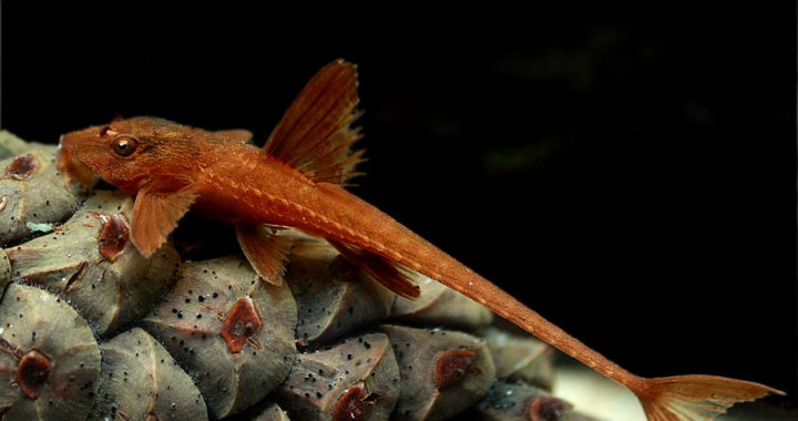 Loricaria red - Whiptail catfish