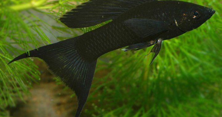 Molinezja Ostrousta - ryba akwariowa