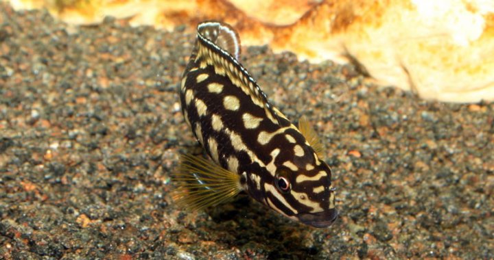 Naskalnik Marliera (Julidochromis marlieri)