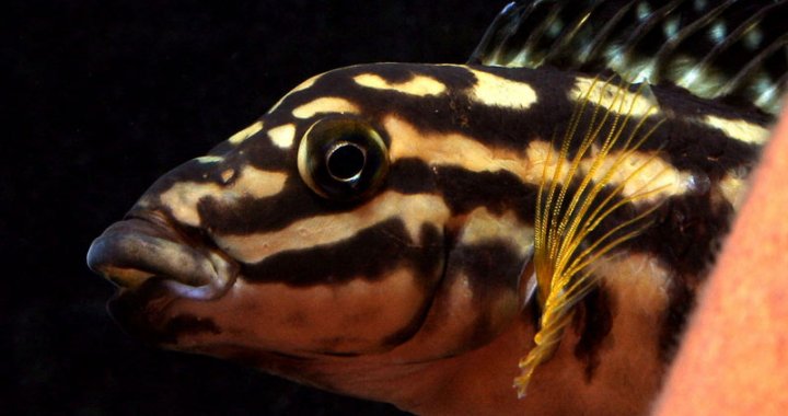 Naskalnik Marliera (Julidochromis marlieri)