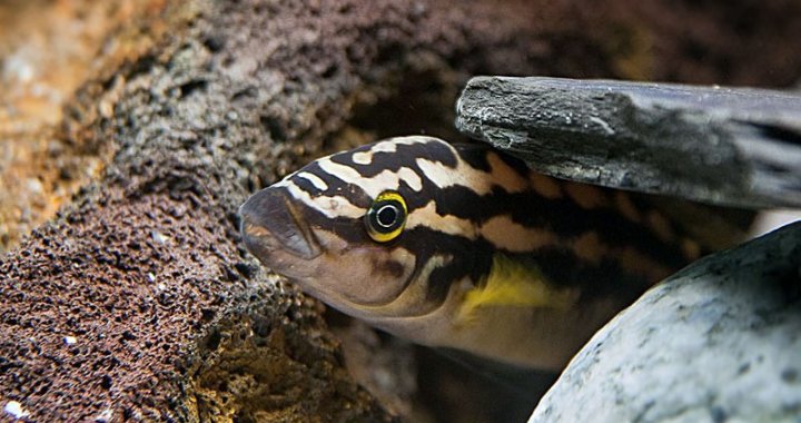 Julidochromis transcriptus - Naskalnik wężogłowy