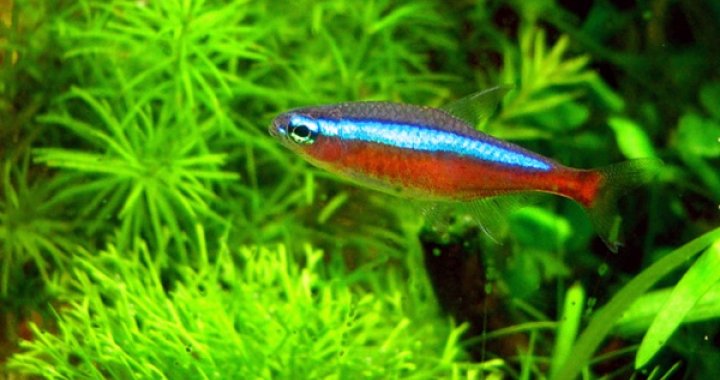 Neon Czerwony, Neony Czerwone - ryby akwariowe