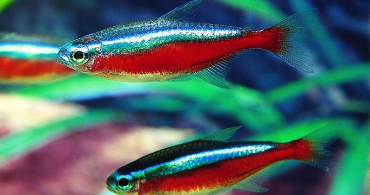 Neon Czerwony, Neony Czerwone - ryby akwariowe
