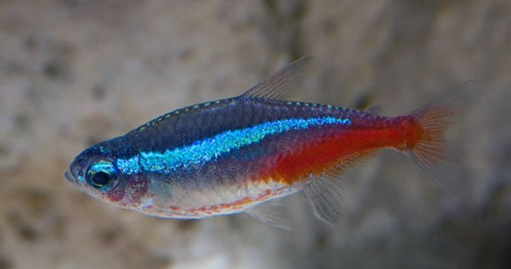 Neon Innesa - ryba akwariowa, ryby