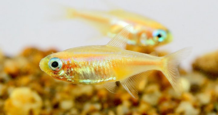 Neon Innesa Gold - ryba akwariowa, ryby