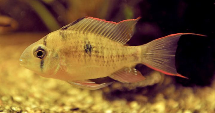 Pielęgniczka Boliwijska - Pielęgnice - ryby akwariowe