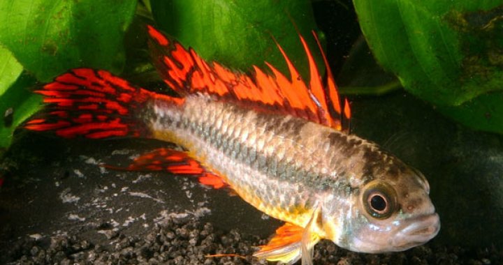 Pielęgniczka Kakadu - Pielęgnice - ryby akwariowe