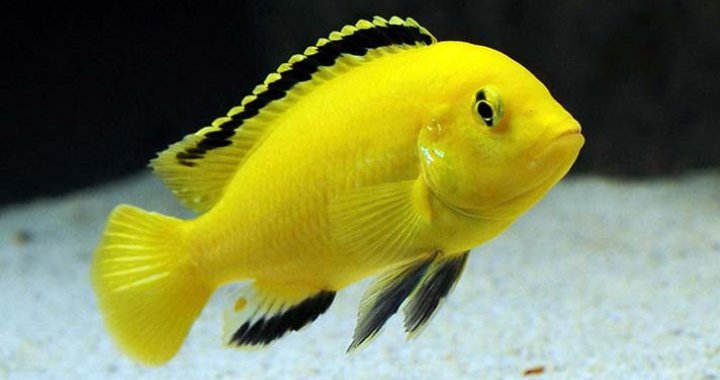 Pyszczak Żółty - Pyszczak Yellow - ryba akwariowa