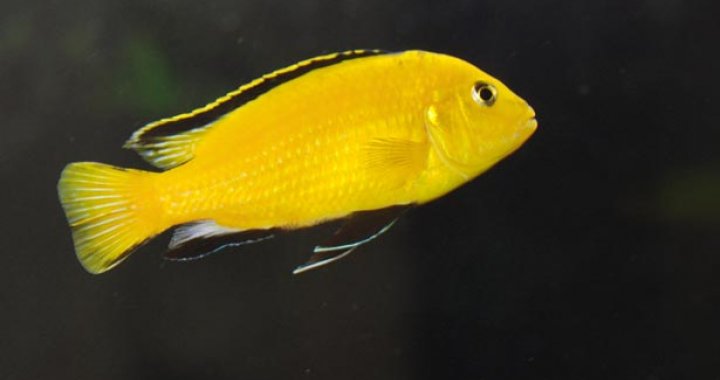 Pyszczak Żółty - Pyszczak Yellow - ryba akwariowa