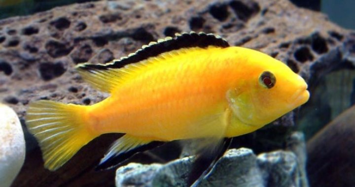 Pyszczak Żółty - Pyszczaki Żółte - ryby akwariowe