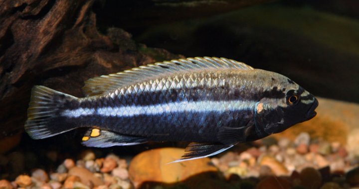 Pyszczak złocisty - ryba akwariowa