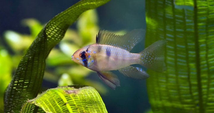 Pielegnica Ramireza - ryba akwariowa