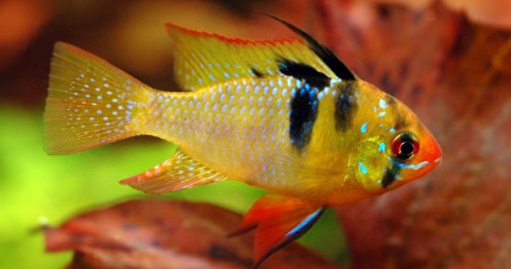 Pielegnica Ramireza - ryba akwariowa