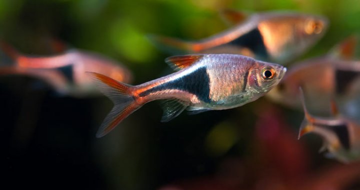 Razbora Klinowa - ryba akwariowa