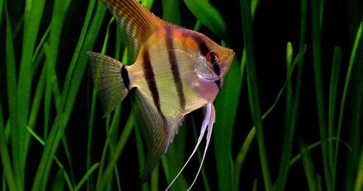 Skalar Żaglowiec - ryba akwariowa