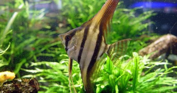 Skalar Żaglowiec - ryba akwariowa