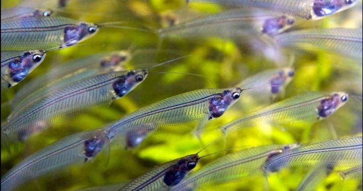 Sumiki Szkliste - ryby akwariowe - Sumy Szkliste