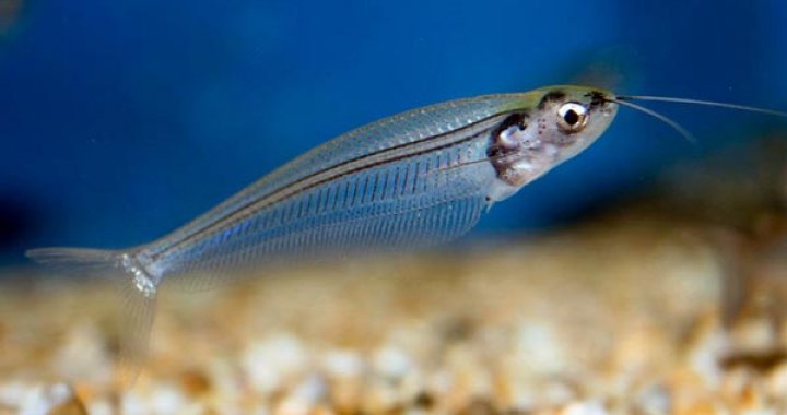 Sumik Szklisty - ryba akwariowa - Sum Szklisty