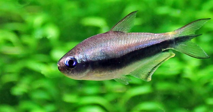 Tetra Cesarska - Tetry Cesarskie - ryby akwariowe