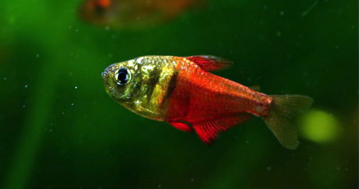 Tetra Czerwona, Bystrzyk Czerwony - ryba akwariowa