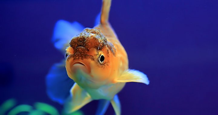 Złota rybka - welonka