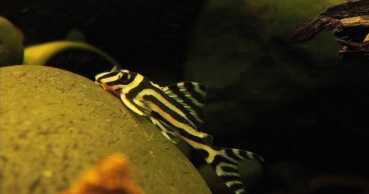 Zbrojnik zebra - ryba akwariowa