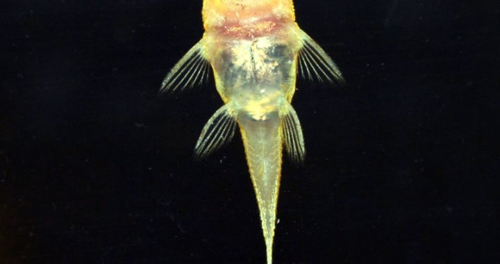 Zbrojnik złoty - ryba akwariowa